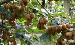 Bağışıklığı güçlendiriyor, üretimi katlandı: O meyveye ilgi rekor seviyede