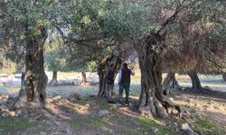 Türkiye'de tek bir yerde var! Doğal hazine dünya çapında ilgi görüyor