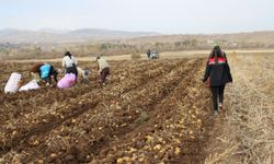 Tadıyla fark yaratıyor: Kışlık patates dört bir yana gönderiliyor