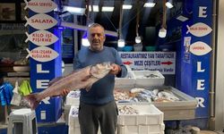 Görenleri hayrete düşürdü: Nadiren rastlanan tür 9 bin TL’ye alıcı buldu