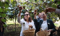 Soğuklara meydan okuyan meyve: Coğrafi işaretli kivi için geri sayım bitti