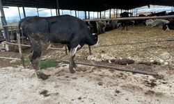 Şap hastalığında yeni tehlike: Aşıya rağmen yayılan varyantlar endişe yaratıyor