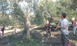 Ağaçlara zarar vermiyor, verimi katlıyor: Zeytinde makine kullanımı yaygınlaşıyor