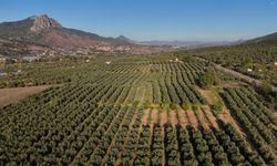 Eskişehir'in Akdeniz'inden sofralara geliyor: 4.5 kilodan 1 litre yağ çıkıyor