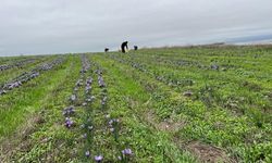 Altın değerinde bitki: Eskişehir'de de yetişiyor
