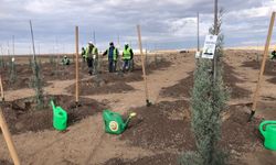 Eskişehir'de 20 bin fidan toprakla buluştu