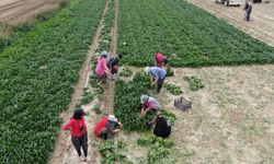 Şifa deposu ıspanakta hasat zamanı: Lezzetiyle değil, faydalarıyla da dikkat çekiyor