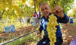 Bozulma riski arttı: Uzmanlar üzümleri tüketmeden önce uyarıyor