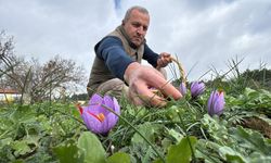 Eskişehir'de de bolca yetişiyor! Hasadı uzadı: Kilogram fiyatı 600 bin TL’ye ulaştı