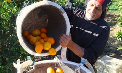 Mandalina bahçelerinde yoğun mesai: Pazarda fiyatı 50 lirayı buldu