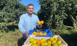Kış hastalıklarına doğal kalkan: Taze portakal sevkiyatı başladı