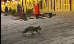 Eskişehir Tren Garı'nda tilki görüldü