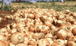 Alpu Ovası'nda 40 bin ton soğan tarlada kaldı