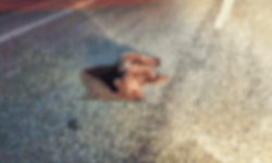 Eskişehir'in komşusunda yürek parçalayan görüntü: Yolda ölü bulundu