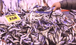 Eskişehir'de balık tezgahlarında bolluk yaşanıyor