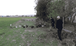 Eskişehir'de köpekler 11 tavuğu telef etti: Mahalleli nöbet tutmaya başladı