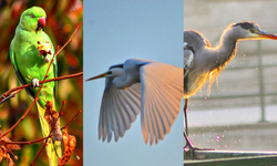 Eskişehir Kent Park ‘Kuş Cenneti’ne döndü