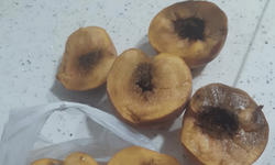 Eskişehir'de çürük şeftalinin kilosu 100 lira!