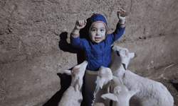 Eskişehir'de kuzuların arasında kalan minik Yusuf gülümsetti