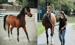 Eskişehir'in "At Başkenti" Mahmudiye: Potansiyeline rağmen tanıtılmıyor
