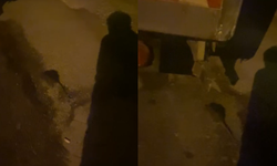 "Gökmeydan Mahallesi'nde fareler sokakta cirit atıyor"