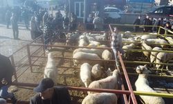 Uzun süredir kapalıydı: Hayvan pazarı kapılarını açtı, üreticiler tezgahlarına koştu