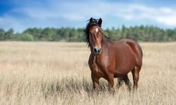 Eskişehir'de bulunan 77 çiftlikte kaç at yetiştiriliyor? İşte cevabı