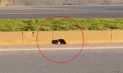 Eskişehir'de yol kenarında mahsur kalmıştı: Ekipler harekete geçti