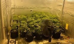 Eskişehir'de evlerinde kenevir yetiştiren 3 şahıs yakalandı