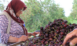 Türkiye’den dünyaya organik lezzet: Dondurulmuş kirazda liderlik dikkat çekiyor