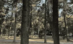 Eskişehir'in temiz havasını onlara borçluyuz: İşte şehirde en fazla bulunan ağaç türleri