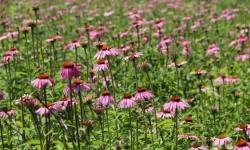 Şifa saçan bitki artık Eskişehir'de de yetişiyor!