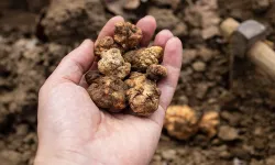 Eskişehir'de özel eğitimli köpeklerle aranıyor: Bulanlar servet kazanıyor