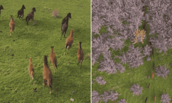 Eskişehir'de yılkı atları böyle görüntülendi