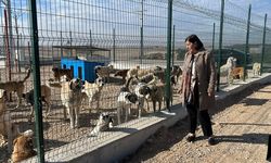 CHP'li Süllü Hayvan Bakımevinde can dostlarla buluştu