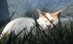 Eskişehir'de evcil hayvan sahiplerine "mikroçip" uyarısı: Taktırmayana ceza