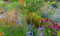 Eskişehir de yetişiyor! Yaprağından köküne kadar tedavi amaçlı kullanılıyor, kilosu 1000 lira