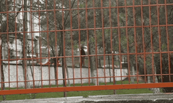 Eskişehir'de veliler tedirgin: Her gün aynı saatte okul çevresinde bekliyor