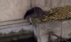 Porsuk Çayı'nda su samuru görüldü