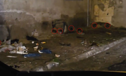 Emek Mahallesi'nde fare sayısı hızla artıyor: Yeni görüntüler ortaya çıktı