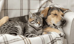 Eskişehir'de hayvan sahiplerini yakından ilgilendiren duyuru: Kayıt süresi doluyor