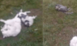 Eskişehir'de korkunç olay! 8 ölü kedi bulundu