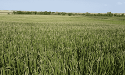 Eskişehir'de su sorunu üretimi değiştirdi: Mısır tarlaları boşalıyor