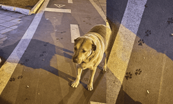 Eskişehir'de yüzleri gülümseten görüntü! Bisiklet yoluna pati izlerini bıraktı