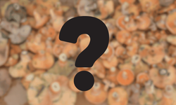 Eskişehir'de vatandaşlar tarafından toplanıyor: Kilosu 500 TL'ye kadar çıkıyor