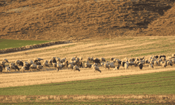 Eskişehir'de koyunlar kış ortasında kırlarda otluyor!
