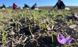 Eskişehir'de üretimin yapan zengin oluyor: Gramı 700 liradan satılıyor!