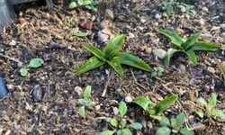 Nesli tükenmekte olan bitkinin üretim merkezi Eskişehir olabilir! Üreten 4 -5 katı daha fazla kazanacak