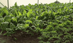 Eskişehir organik tarım denetimi yapıldı