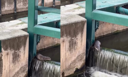 Su samuru Porsuk Çayı'nda bir kez daha görüntülendi